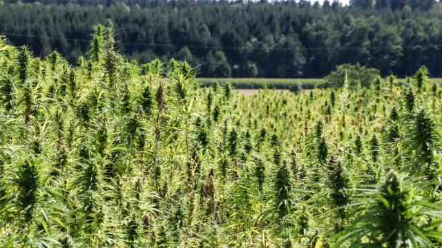 Schwabhausen: The field on which the hemp plants grow measures almost two hectares.