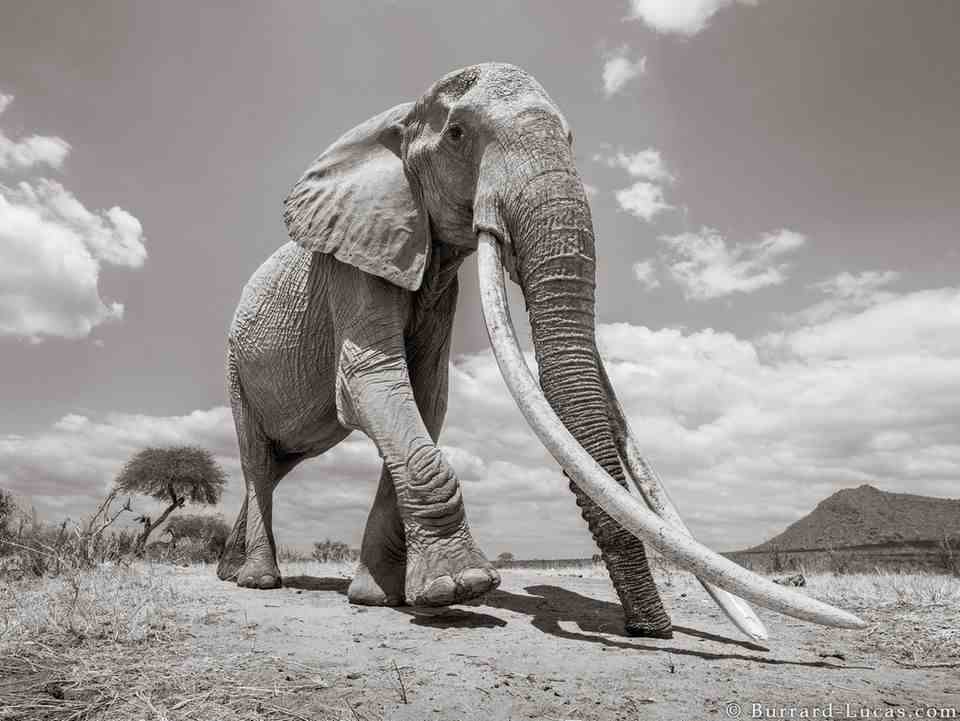 A female elephant with tusks almost as long as herself
