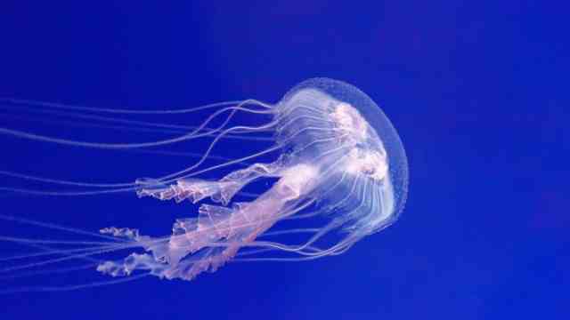 Beach holiday: The luminous jellyfish (Pelagia noctiluca) feels at home in the Mediterranean, unfortunately.