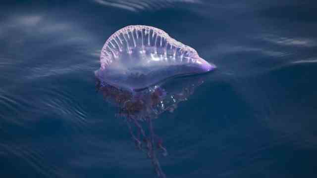 Beach vacation: The Portuguese galley (Physalia physalis) only looks like a jellyfish.  It's poisonous anyway.