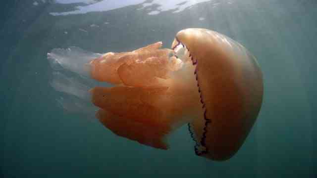 Beach holiday: The lung jellyfish (Rhizostoma pulmo) is one of the largest species found in the Mediterranean.