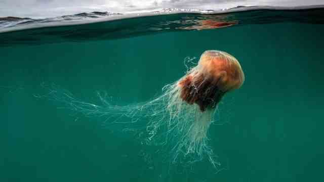 Beach holiday: The fire jellyfish (Cyanea capillata) is also called lion's mane jellyfish - because of its long, dense tentacles.