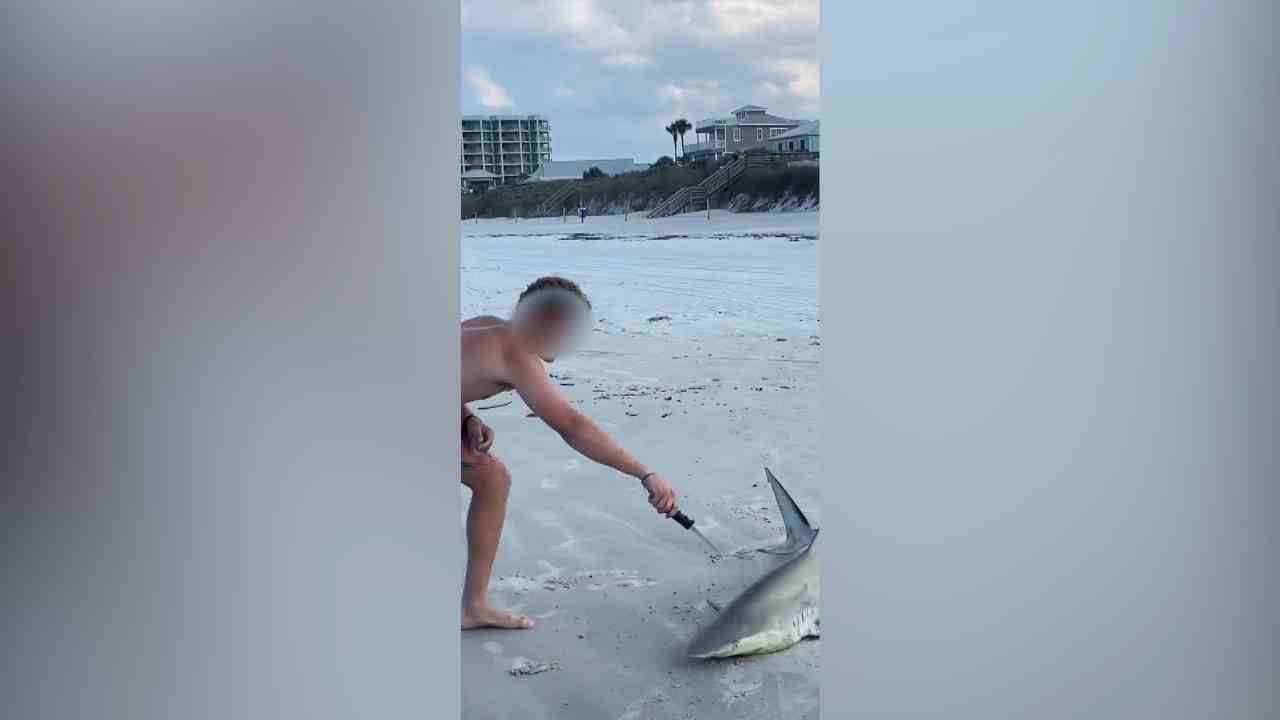 Men stab shark in head Animal cruelty on Florida beach