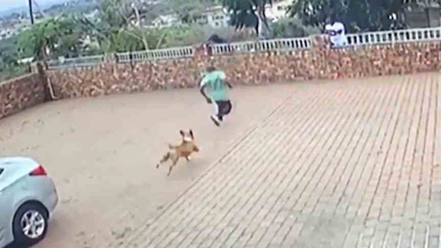 Dog takes on five burglars Beware of the guard dog!