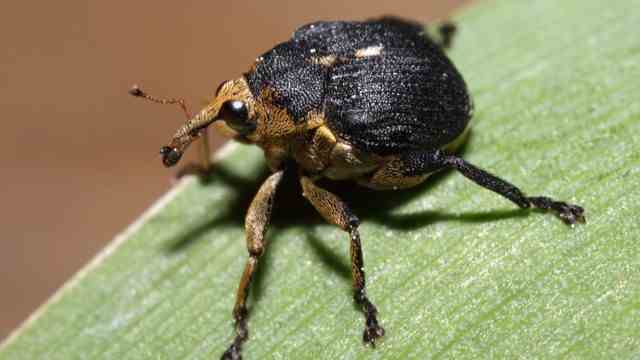 Environment and Conservation: The iris weevil is found in wetlands.