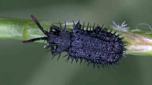Environment and nature conservation: The thorns of the black spiny beetle are unique.