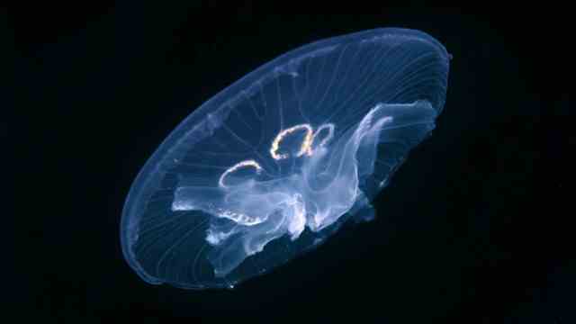 Beach holiday: The moon jellyfish (Aurelia aurita) is annoying but not poisonous.