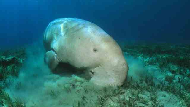 Extinction: Dugongs feed mainly on sea grass.  You need a lot of it because the plants are low in calories.