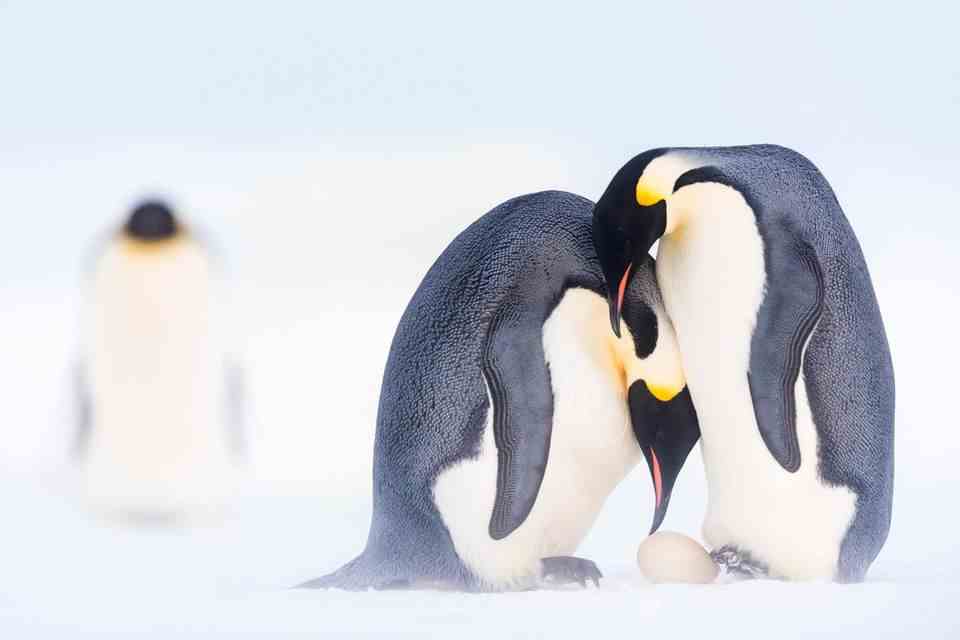 Two penguins bend over an egg
