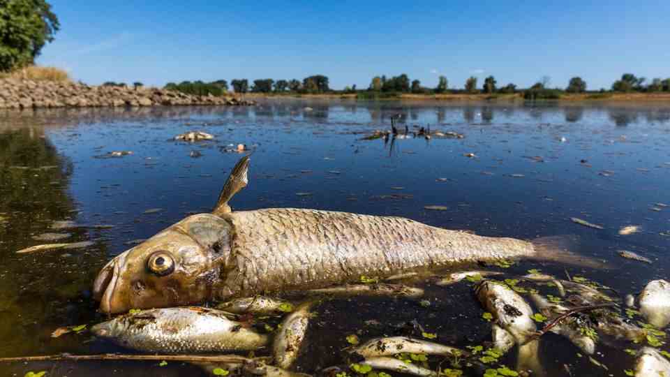 Mysterious fish kill on the Oder