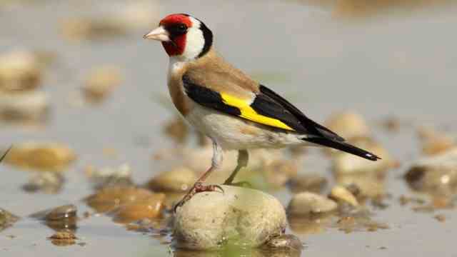 Heat: The goldfinch also needs water.