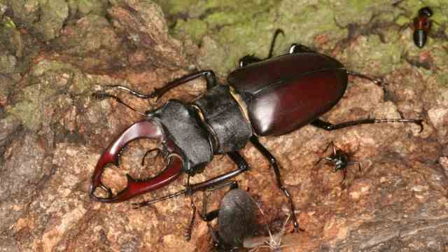 Environment and nature conservation: The larvae of the stag beetle eat their way through roots for seven years.