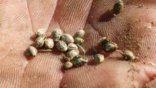 Schwabhausen: The hemp nuts are to be sold to oil mills in the region.