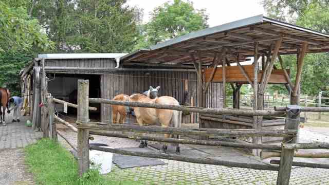 Bird protection: Christel Boente's open stable in Alling has room for horses and swallows.