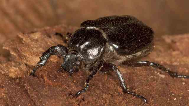 Nature conservation: 200 beetle species have been documented in the Spessart, including 80 which, like the hermit, are extremely rare and threatened with extinction.