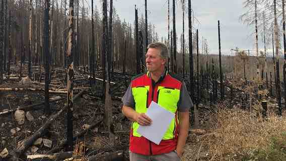 National Park Director Roland Pietsch stands between burnt trees in the Harz mountains.  © NDR Photo: Jens-Walter Klemp