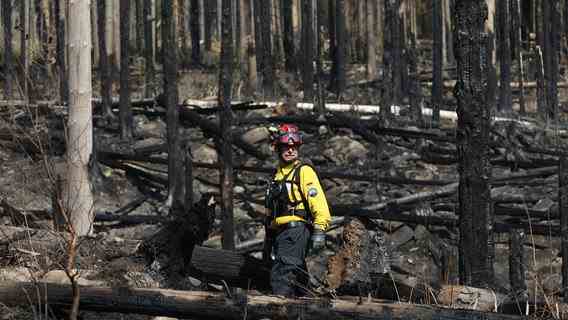 A fireman stands in the midst of charred trees in the Harz mountains.  © dpa photo: Matthias leg