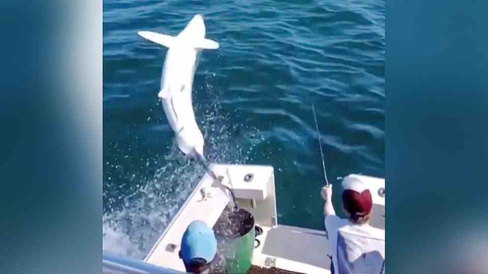 Three-meter shark jumps into the boat of fishermen