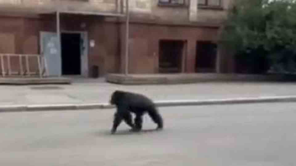 The escaped chimpanzee from Kharkiv