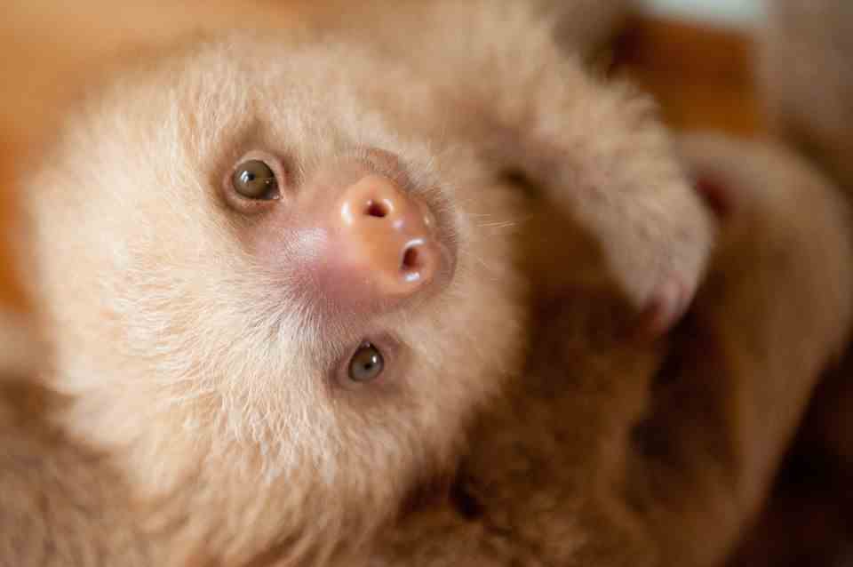 Sloths are mostly at home in the forests of South and Central America