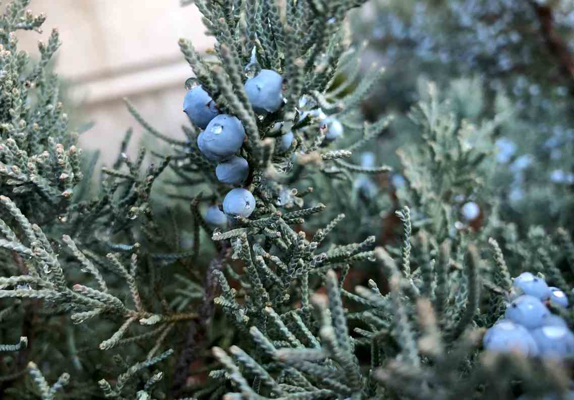 Cedar Blueberry
