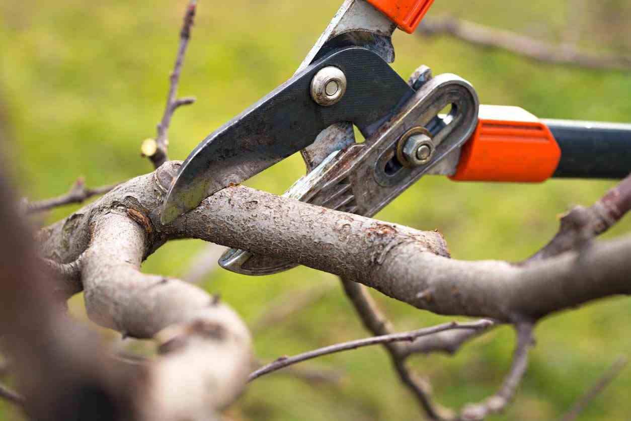 Pruning Fruit Trees With Shears