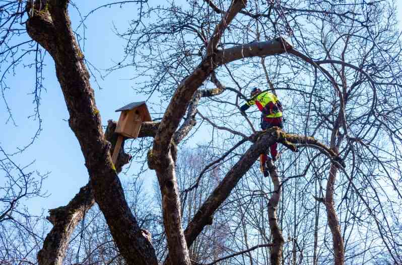 Man Pruning Tree Tops Using Saw