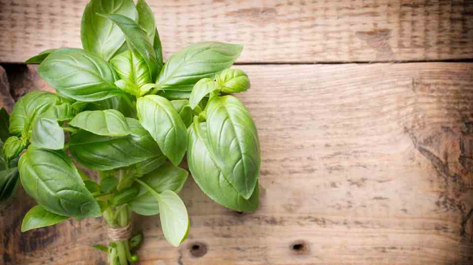 Basil This delicious herb likes it moist and slightly cool.  So try to store it that way too.  Basil doesn't like dryness or cold from the fridge.  Another option would be to hold the spice like flowers.  To do this, you need to cut off the plant stems at the lower ends and place them in a vase.  Lay a piece of cling film loosely on top - this will keep the basil longer.