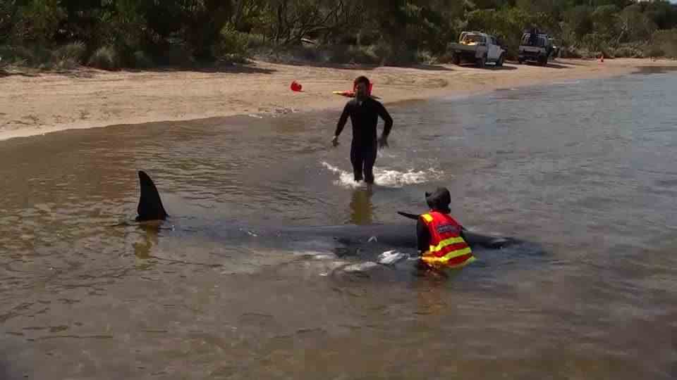 Mass stranding off Tasmania: More than 200 dead whales are said to be dragged out to sea