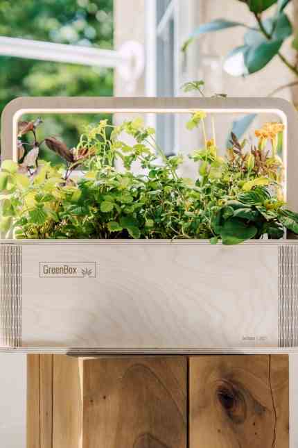 To have and to be: Eco box with a difference: the green box for at home.