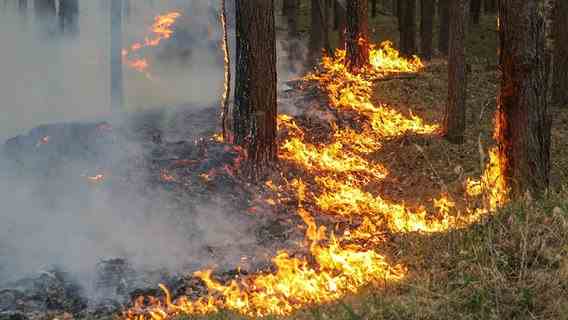 Burning forest floor between trees.  © picture alliance / dpa Photo: Bodo Marks