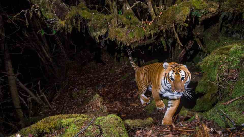 A wild tiger moves through a wildlife biological corridor at night