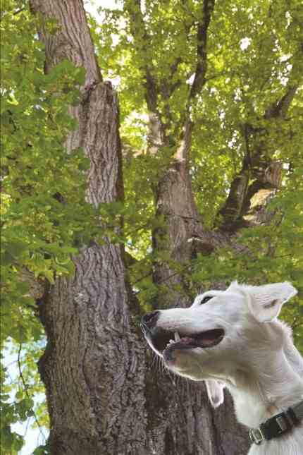 Exhibition: Imposing appearance: the 300-year-old linden tree with the farm dog Rudi.