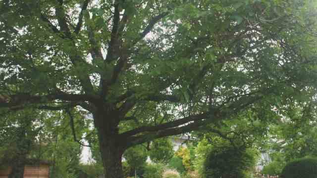 Exhibition: Umbrella, protection, swing: The walnut tree in Brigitte Binder's garden.