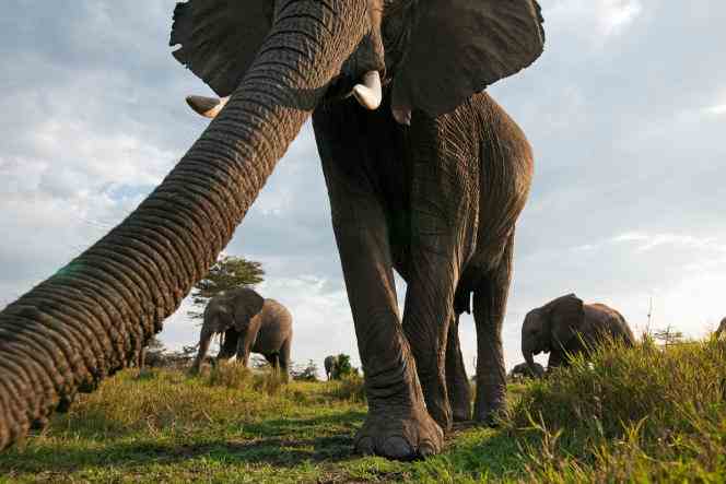 African Elephant, Masai Mara National Reserve, Kenya.
