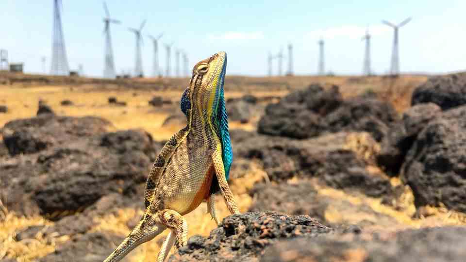 Blue throat iguana in front of wind turbines