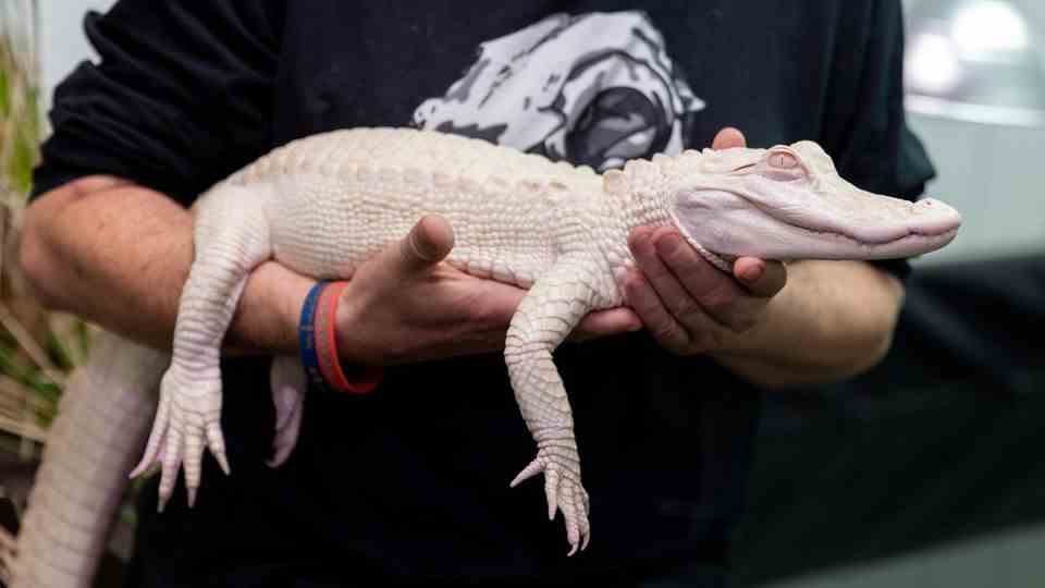 The albino alligator seized in Munich is doing well again.  Here it lies in the hands of the station manager in the reptile sanctuary.