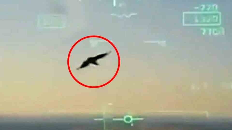 Fighter jet crashes in US residential area: cockpit video shows bird strike