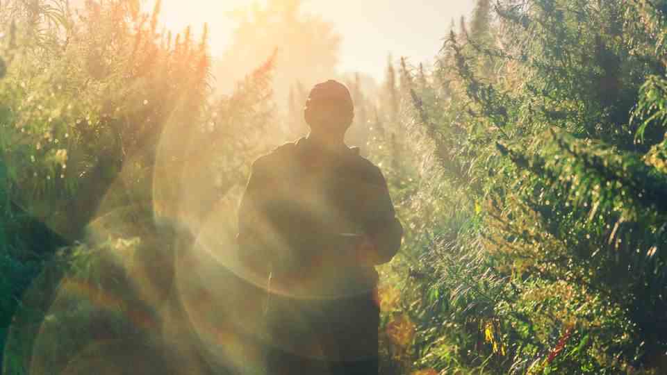 Drogenflucht aus dem Alltag - Ein Mann steht im Sonnenlicht in der Natur