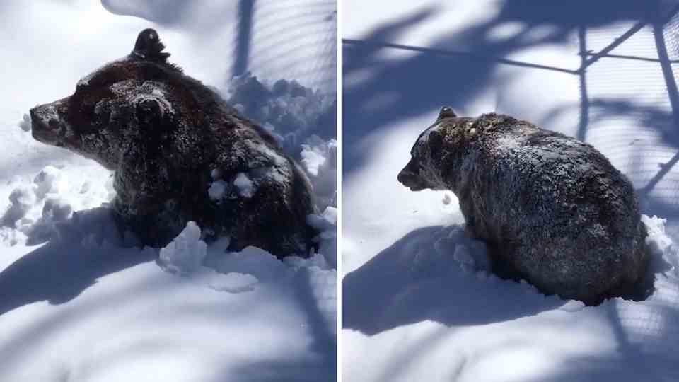 Grizzly bear Boo awakens from his hibernation in Canada.