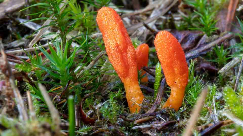 Orange cordyceps mushrooms in nature