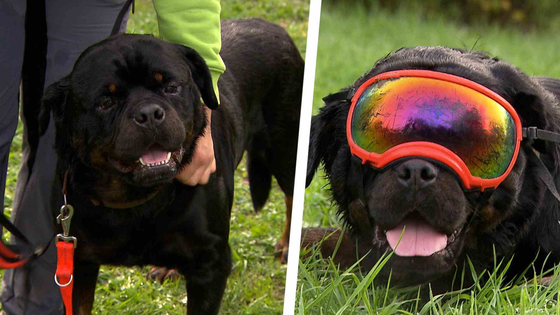 rottweiler "fizz" must wear sunglasses UV rays attack his eyes