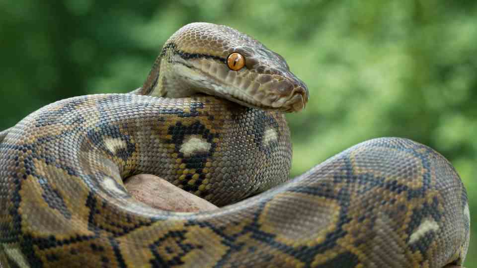 Giant python: researchers find snake with 122 eggs in its stomach (video)
