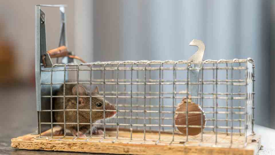 Little mouse is caught in a trap