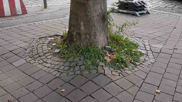 Nature conservation: With some trees, the roots are already pushing the paving upwards.