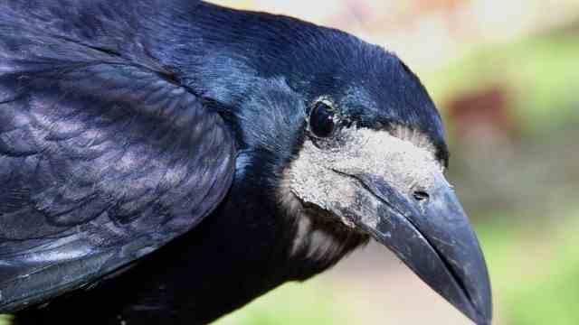 Protection of birds: Curious and clever: the rook is strictly protected.