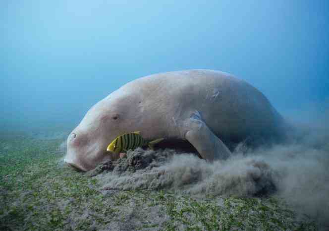 A dugong feeding on sea grass, with golden trevallies, in Thornbury, Australia, in October 2013.