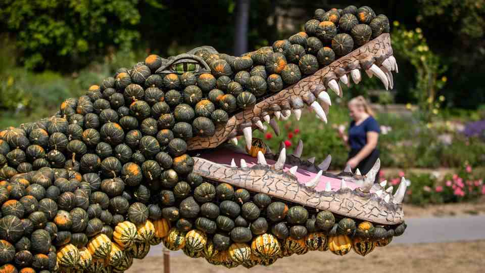 A crocodile made from pumpkins by artist Pit Ruge