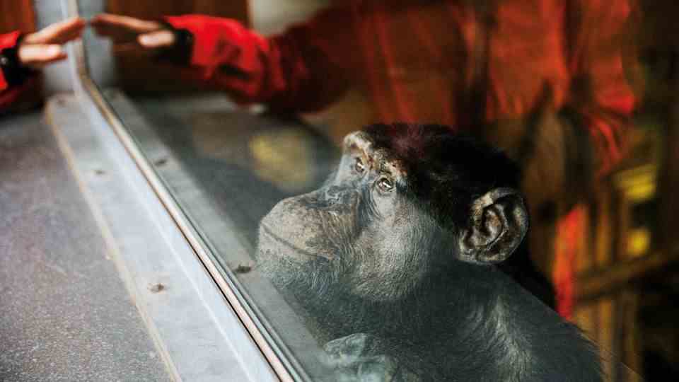 Babbyboy, 37, was a test subject for 15 years.  He has brain damage and has difficulty climbing to this day.  He greets every visitor curiously at the glass pane