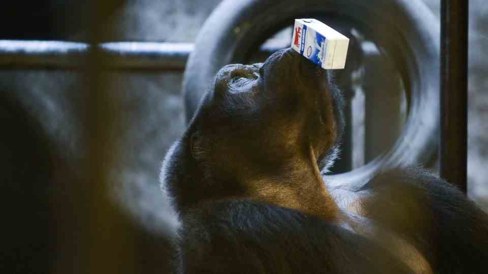 Milk in drinking packs in gorilla's hand